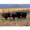 Image 1 : L & J Ranch - 715# January Delivery Heifers - 26 Head (Harptree, SK)