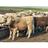 Image 2 : LZ Farms Inc. - 910# August Delivery Steers - 55 Head (Kyle, SK)