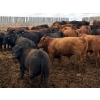 Image 9 : Van Hall Cattle Company Ltd. - 990# April Delivery Steers - 216 Head (Scandia, AB)