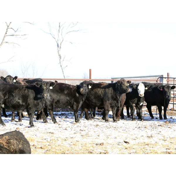 Coteau Ranch - 1050# December Delivery Open Heifers - 23 Head (Kisbey, SK)