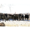 Image 1 : Coteau Ranch - 1050# December Delivery Open Heifers - 23 Head (Kisbey, SK)