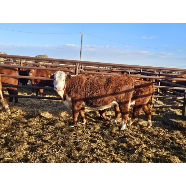 L-Craft Farms - 5 Hereford Heifers (Pen 425)