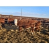 Image 1 : L-Craft Farms - 5 Hereford Heifers (Pen 425)