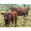 Image 8 : Matthew & Allisa Spruyt - 600# Steer Calves - 80+ Head (Tofield, AB)