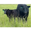 Image 5 : Vredegoor Ranch - 500# October Delivery Steer Calves - 200 Head (Handhills, AB)