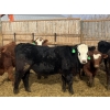 Image 2 : Jarokosky Feedlot - 900# March Delivery Steers - 70 Head (Lethbridge, AB)