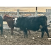 Image 10 : In The Coulee Ranch - 820# February Delivery Steers - 36 Head (Pincher Creek, AB)