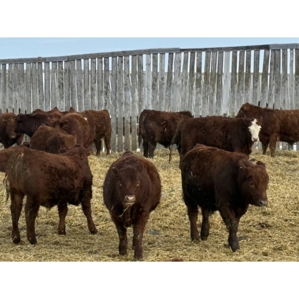 Thorsteinson Land & Livestock Ltd. - 980# January Delivery Steers - 61 Head (Foam Lake, SK) VBP+