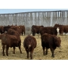 Image 1 : Thorsteinson Land & Livestock Ltd. - 980# January Delivery Steers - 61 Head (Foam Lake, SK) VBP+