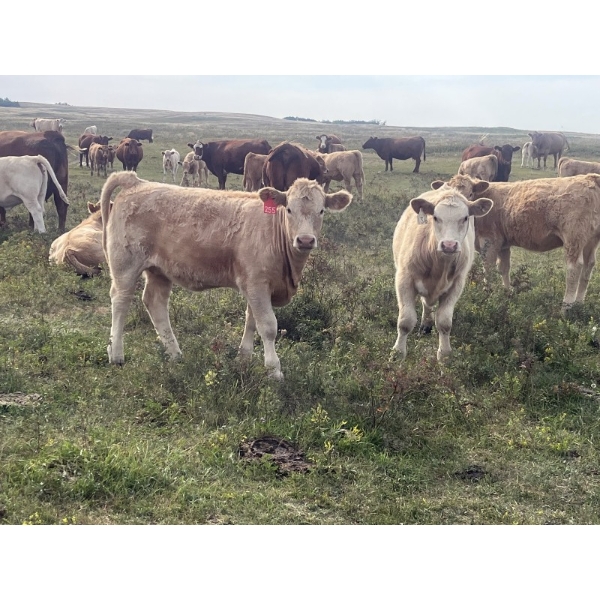 Les Cook/Alyssa & Vince Colven - 575# October Delivery Heifer Calves - 75 Head (Loverna, SK)