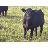 Image 9 : Gordon, Amanda & Chance Whittemore - 780# October Delivery Steer Calves - 75 Head (Elnora, AB)