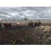 Image 10 : Cromer Cattle Company Inc. - 1000# September Delivery Heifers - 30 Head (Cromer, MB)