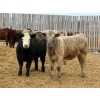 Image 4 : Wynnton Brandt - 925# June Delivery Heifers - 130 Head (Tolstoi, MB)