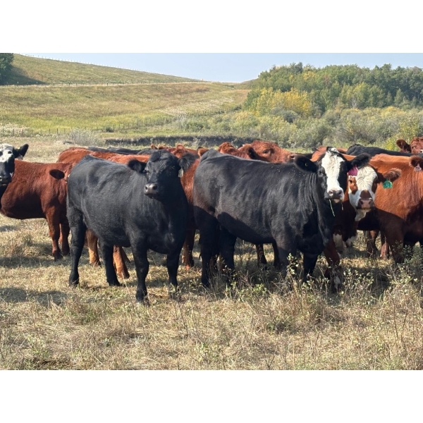 Terry Hines Livestock - 25 Black Angus X Bred Heifers (Marwayne, AB)