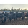 Image 7 : Fridlington Family Farms - 675# March Delivery Heifers - 243 Head (Kersley, BC)