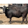 Image 2 : Peter Boone - 14 BBF Bred Heifers (Picture Butte, AB)
