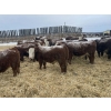 Image 3 : Birkenhagen Farms - 880# January Delivery Steers - 51 Head (Carrot Creek, AB) VBP+