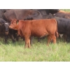 Image 5 : Storle Farms Ltd. - 570# October Delivery Heifer Calves - 45 Head (Lake Alma, SK)