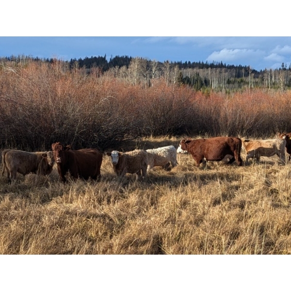 Silver Springs Ranch - 530# October Delivery Heifer Calves - 95 Head (Kamloops, BC)