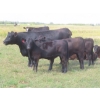 Image 16 : Pleasant Vista Farms - 675# October Delivery Steer Calves - 90 Head (Peebles, SK)