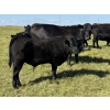 Image 5 : Bryce Medin - 760# November Delivery Steer Calves - 70 Head (Eckville, AB)