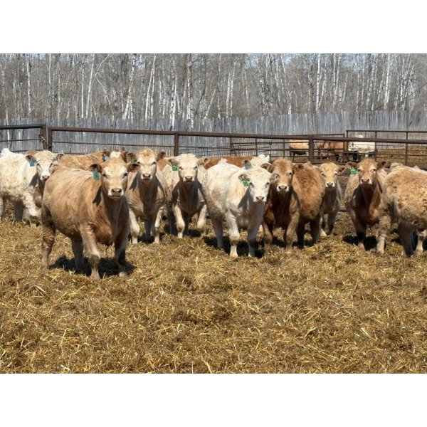 Winn Man Farms - 710# April Delivery Steers - 50 Head (Winnipegosis, MB)