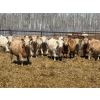 Image 1 : Winn Man Farms - 710# April Delivery Steers - 50 Head (Winnipegosis, MB)