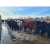 Image 19 : Loch Lomond Livestock Ltd. - 725# March Delivery Steers - 45 Head (Eyebrow, SK)