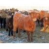Image 10 : Hockridge Farms Ltd. - 770# March Delivery Heifers - 156 Head (Dauphin, MB)