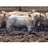 Image 3 : Brandt Boys Inc. - 1000# June Delivery Heifers - 125 Head (Tolstoi, MB)