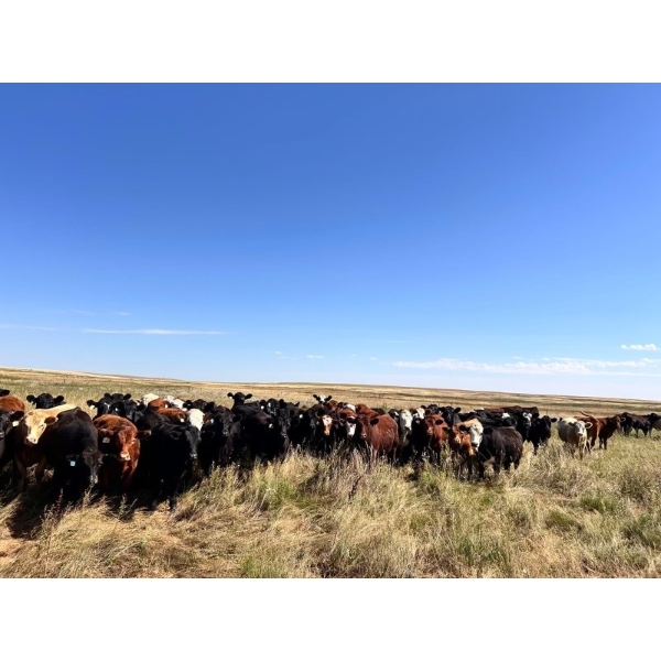 Range 45 Ranch Ltd. - 1000# October Grass Steers - 120 Head (Milden, SK)