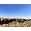 Image 1 : Range 45 Ranch Ltd. - 1000# October Grass Steers - 120 Head (Milden, SK)