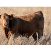 Image 5 : Holst Farms Ltd. - 600# October Delivery Steer Calves - 30 Head (Hays, AB)