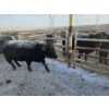 Image 4 : High Prairie Ltd. (Leonard Parke) - 11 Black Heifers (Pen 533 - 535)