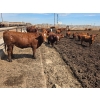 Image 3 : Cattlewood Farms Ltd. - 785# June Delivery Steers - 80 Head (Fincastle, AB)