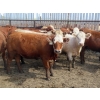 Image 7 : KC Hay & Straw - 985# September Delivery Heifers - 120 Head (Mossbank, SK)
