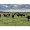 Image 5 : Vern Campbell - 880# October Delivery Grass Heifers - 207 Head (North Battleford, SK)