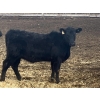 Image 12 : Echo Springs Ranching - 655# February Delivery Heifers - 95 Head (Granum, AB)
