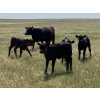 Image 7 : Dar-Lin Ranching - 430# November Delivery Heifer Calves - 110 Head (Big Stone, AB)