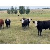 Image 6 : Midpoint Farms - 1025# Sept/Oct Grass Steers - 120 Head (Drayton Valley, AB)