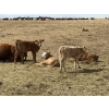Image 3 : Bar 33 Ranch - 600# October Delivery Heifer Calves - 105 Head (Strathmore, AB)