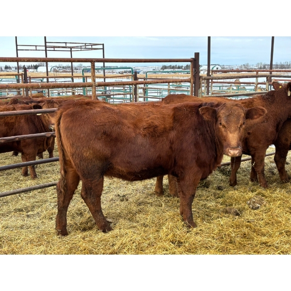 Regehr Land & Cattle - 6 Heifers (Pen 148)