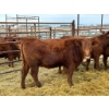 Image 1 : Regehr Land & Cattle - 6 Heifers (Pen 148)