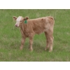 Image 7 : 6 S Feeders Inc. - 550# November Delivery Weaned Heifers - 110 Head (Moosomin, SK)