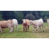Image 4 : Ootsa Lake Cattle Co. - 820# September Delivery Grass Heifers - 77 Head (Ootsa Lake, BC)