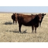 Image 3 : Ranch 71 Ltd. (Mark & Deb Osadczuk) - 14 Red/BWF Heifers 142 Red & Black Cows *HERD REDUCTION*