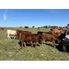 Image 3 : Lazy A Limousin - 625# October Delivery Steer Calves - 50 Head (Cando, SK)