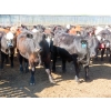 Image 4 : Little Rainbow Ranch - 820# June Delivery Steers - 144 Head (Moosomin, SK)