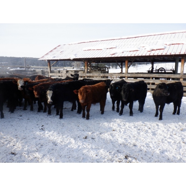Devick’s Ranch - 720# Jan/Feb Weaned Steers - 66 Head (Kamloops, BC)