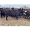 Image 14 : Lone Star Cattle Co. - 1030# May Delivery Steers - 305 Head (Strathmore, AB)